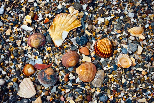 stock image Shells and shingles on the beach