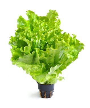 Lettuce in a pot isolated on a white background clipart