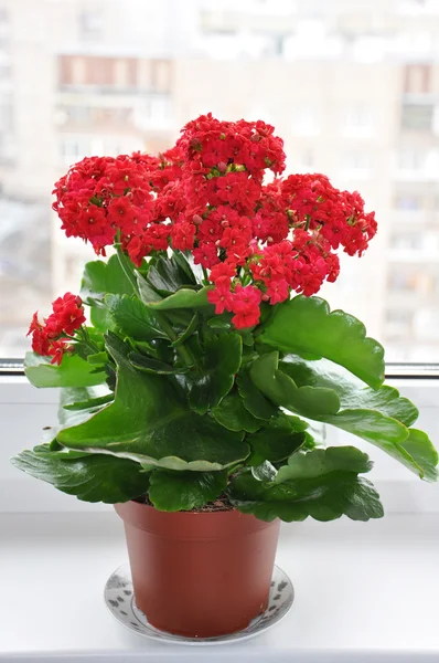 Planta de interior con flores en un alféizar de ventana — Foto de Stock