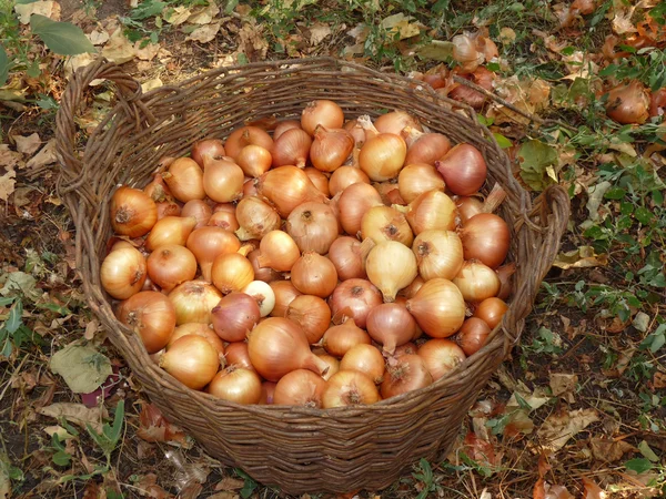 Zwiebeln im Weidenkorb auf der Erde — Stockfoto