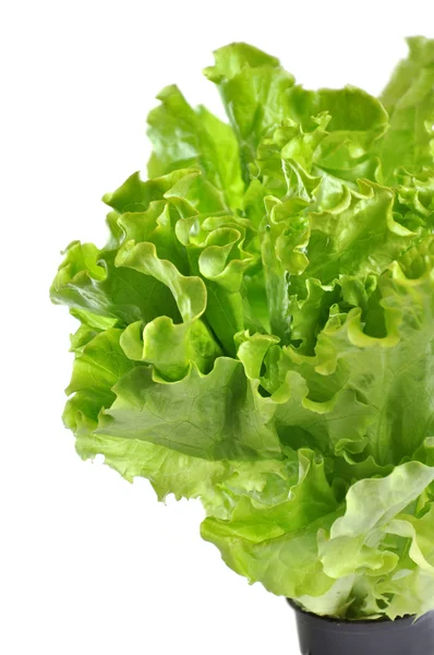 Salat im Topf isoliert auf weißem Hintergrund — Stockfoto