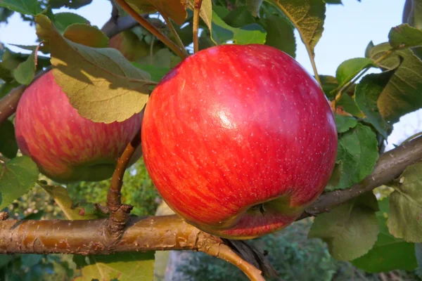 Roter reifer Apfel auf dem Baum im Garten — Stockfoto