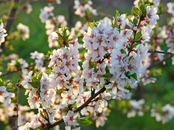 Flowering cherry twig in backlit — Stockfoto