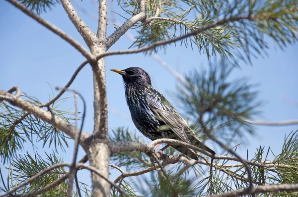 stock image Starling on a pine tree on a background of blue sky