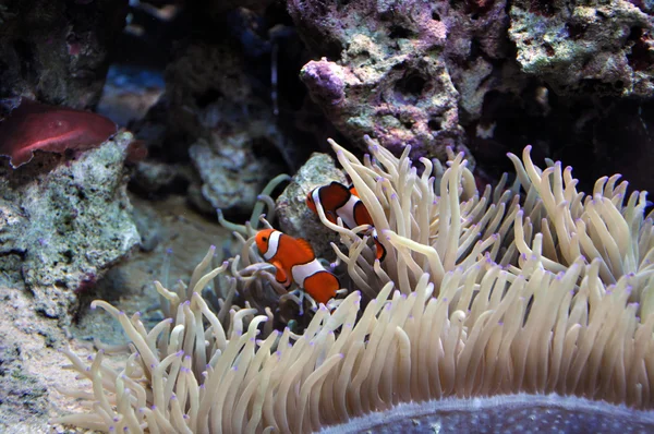 Tengeri akvárium korallok és a hal, a bohócok — Stock Fotó