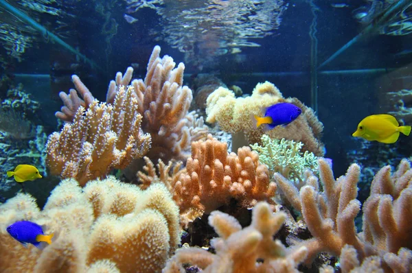 Marina akvarium koraller och fisk — Stockfoto