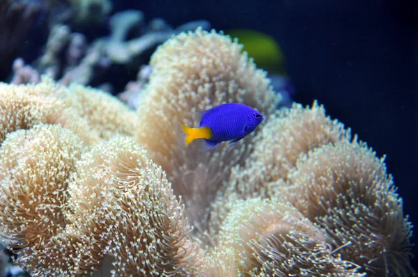Tengeri akvárium egy kék hal — Stock Fotó