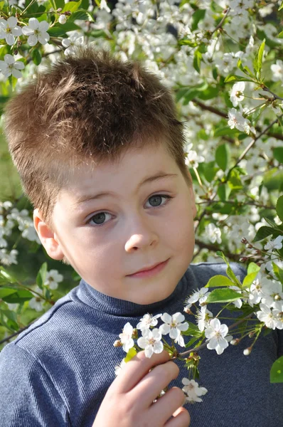 The boy and the cherry blossom in spring — Stock Photo, Image