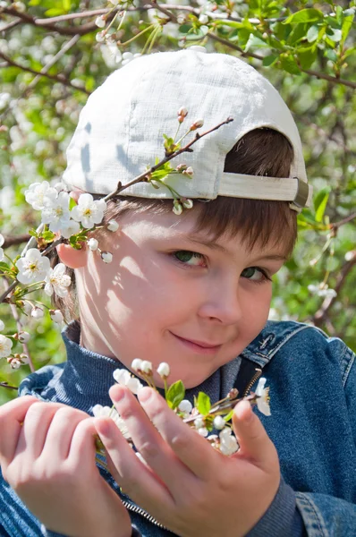 Pojken och körsbärsblommor på våren — Stockfoto