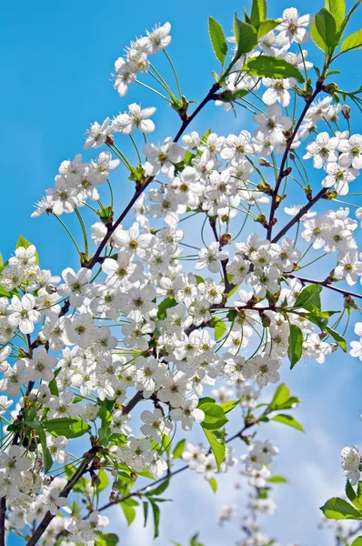 Flowering cherry twig in spring — Stock Photo, Image