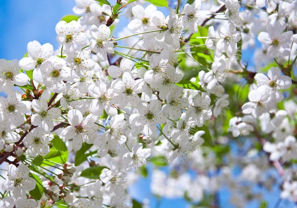Ramita de cereza con flores en primavera — Foto de Stock