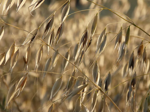 A sprig of golden oats on the field — Stock Photo, Image