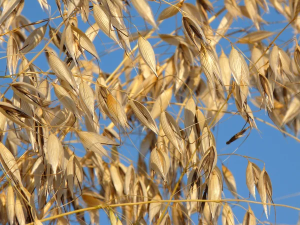 Oats against a cloudless blue sky — Stock Photo, Image