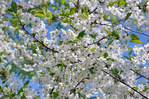 Tło wiosna, wiśniowych kwiatów — Zdjęcie stockowe