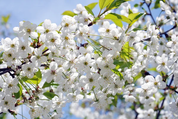 Fondo de primavera, Flores de cerezo — Foto de Stock