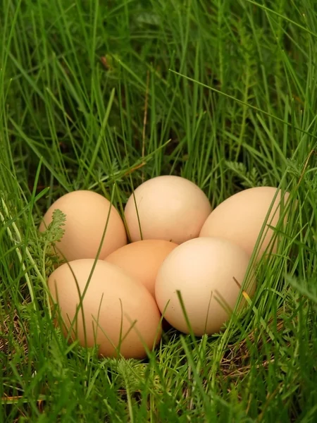 Куриные яйца лежат в траве — стоковое фото