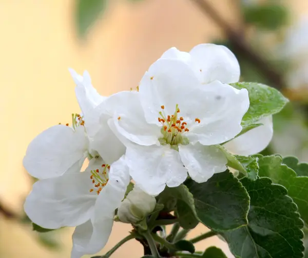 鲜嫩的苹果花，特写 — 图库照片