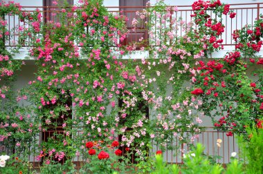 Gül pencereden güzel bir çiçek bahçesi