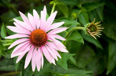 Echinacea - a medicinal plant, traditional medicine clipart