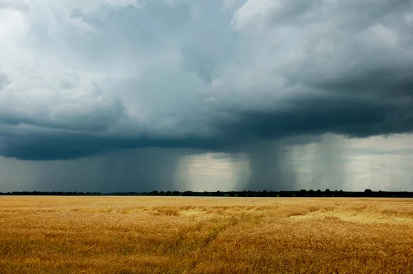 Landskap - ett åskväder i ett vete fält — Stockfoto