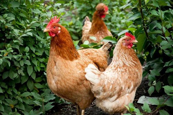 Pollame nel cortile del pollame — Foto Stock