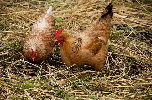 Pollame nel cortile del pollame — Foto Stock