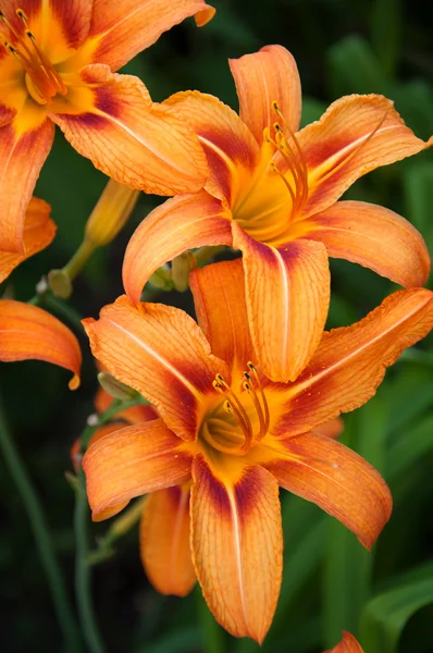 stock image Beautiful orange lily flower bed on