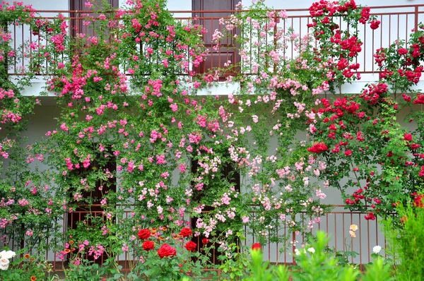 A beautiful flower garden of roses at the window — Stock Photo, Image