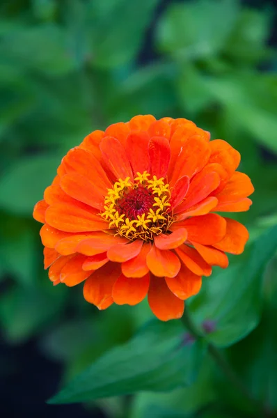 stock image Beautiful orange flower on green background