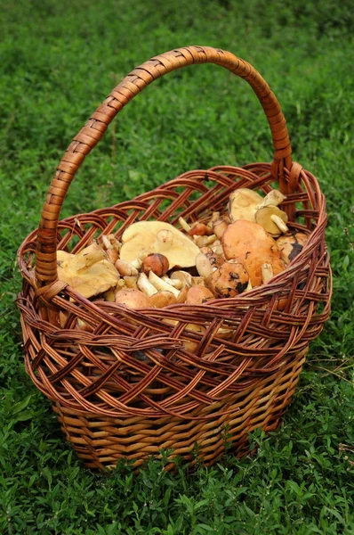 Mushrooms in wicker basket stand on the grass — Stock Photo, Image
