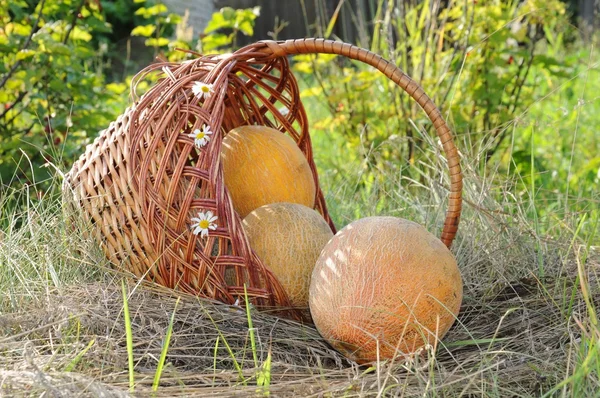 Deliciosos melões maduros em uma cesta de vime — Fotografia de Stock