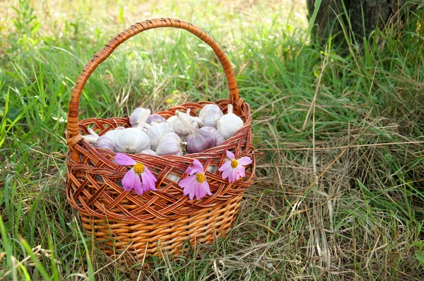 Плетеная корзина с чесноком на траве — стоковое фото