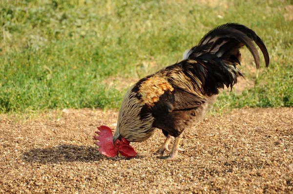 Hermoso gallo picoteo grano —  Fotos de Stock