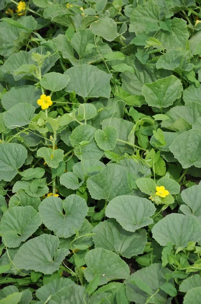 stock image Flowering cucumber on a bed on the farm