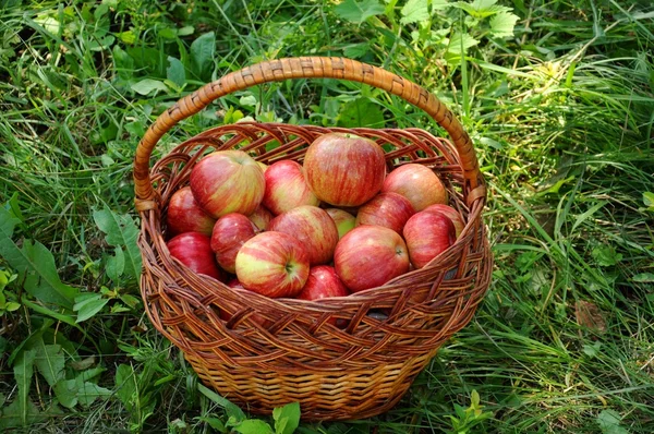 Ein Korb mit roten Äpfeln liegt auf dem Gras — Stockfoto