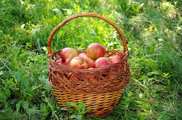 Kori punaisia omenoita on nurmikolla. — kuvapankkivalokuva