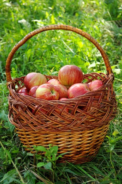 Корзина красных яблок на траве — стоковое фото
