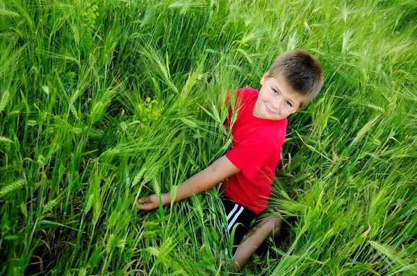 Мальчик на зеленом поле из пшеницы — стоковое фото