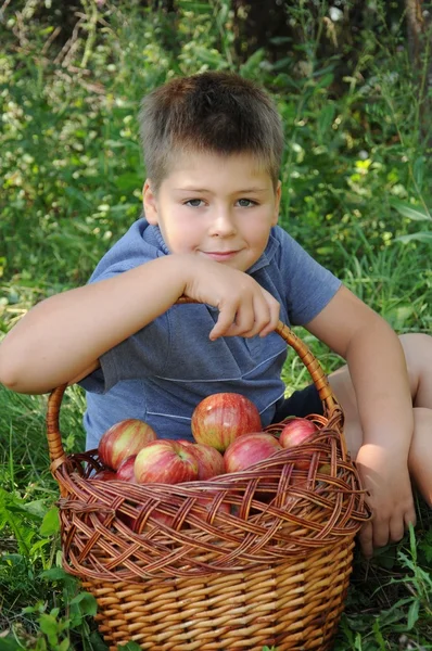 Uma criança com uma cesta de maçãs vermelhas — Fotografia de Stock