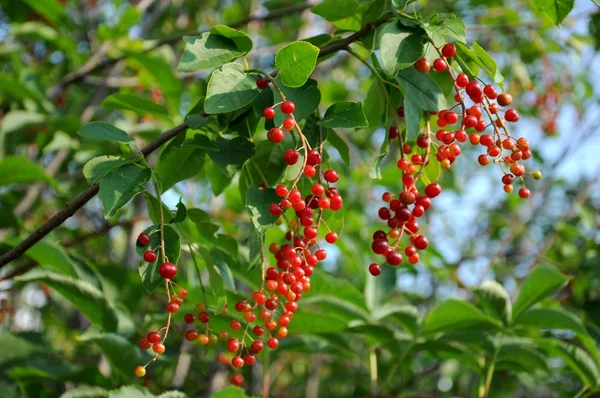Sprig of ripe red wild cherry — Stock Photo, Image