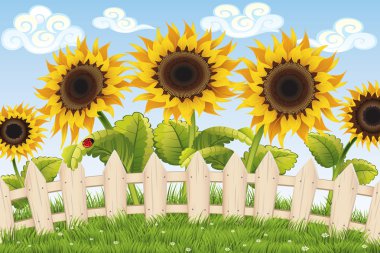 Sunflowers clipart