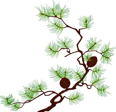Pine branch clipart