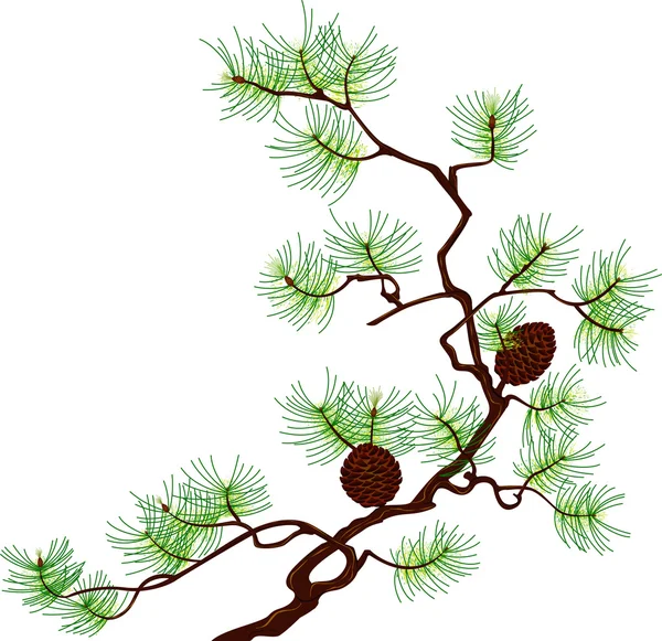 Pine branch — Stockvector