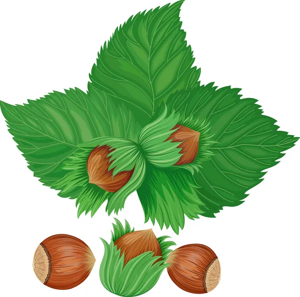 Hazelnuts — Stock Vector