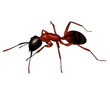 Ant a silhouette in vector clipart