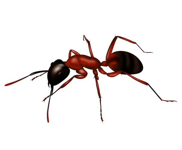 Mrówka sylwetka wektor — Wektor stockowy