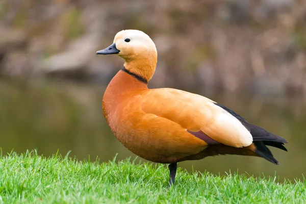 stock image Tadorna ferruginea