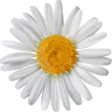 Vector chamomile flower isolated clipart