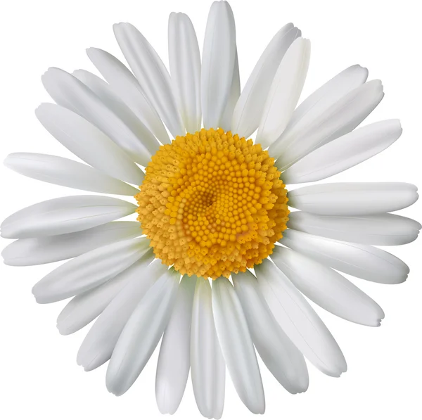 Διάνυσμα λουλούδια χαμομηλιού απομονωθεί Εικονογράφηση Αρχείου