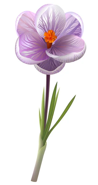 Güzel Çiğdem. Bahar çiçeği. vektör. — Stok Vektör